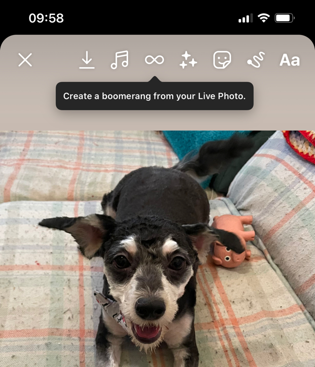 Puppy, con opción para crear Boomerang usando Live Photo